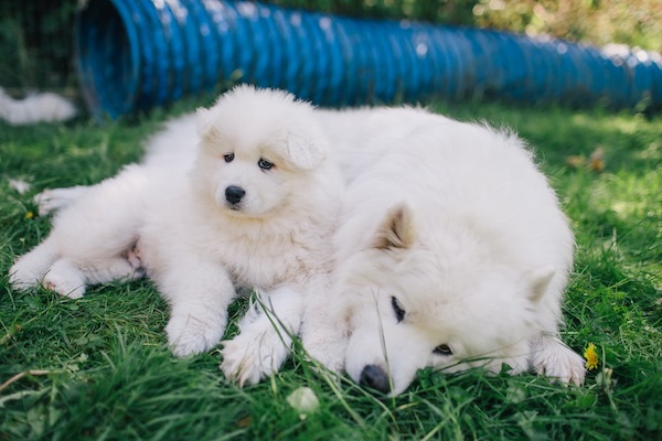 © Rachel Barkman Photography, Samoyed-mom-and-puppy