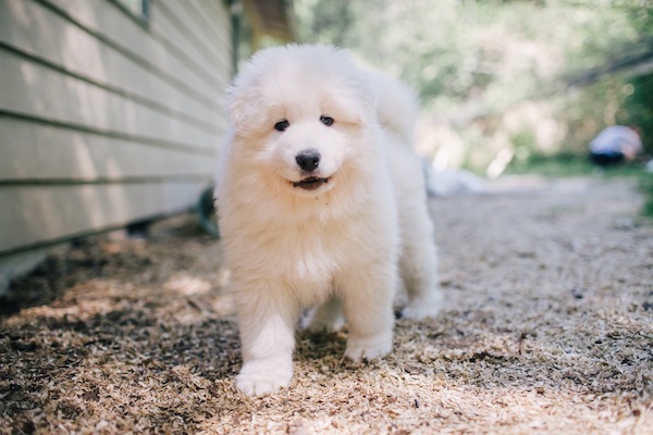 Samoyed-puppy