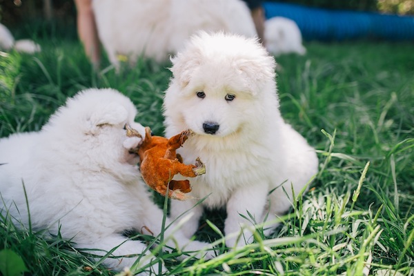 © Rachel Barkman Photography, puppies-with-toy