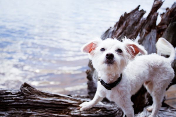 © RBarrett Photography, Adopted-Maltese-mix