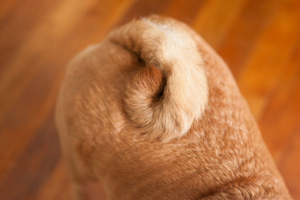 © Alice G Patterson Photography, Syracuse Dog Photographer, curly-Puggle-tail