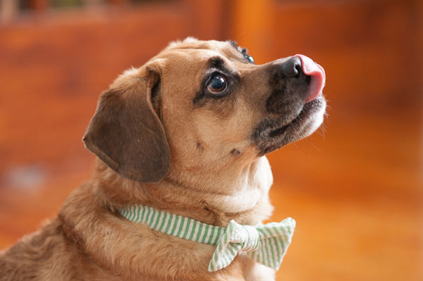 © Alice G Patterson Photography, Puggle-in-bow-tie, Syracuse Dog Photographer
