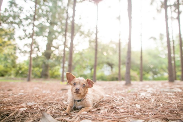© Dana Cubbage Photography, Chihuahua-Terrier-mix