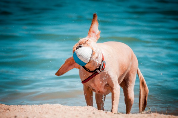 © Patricio Menis Fotografía, dog-at-beach, Santiago-Chile-dog-photographer