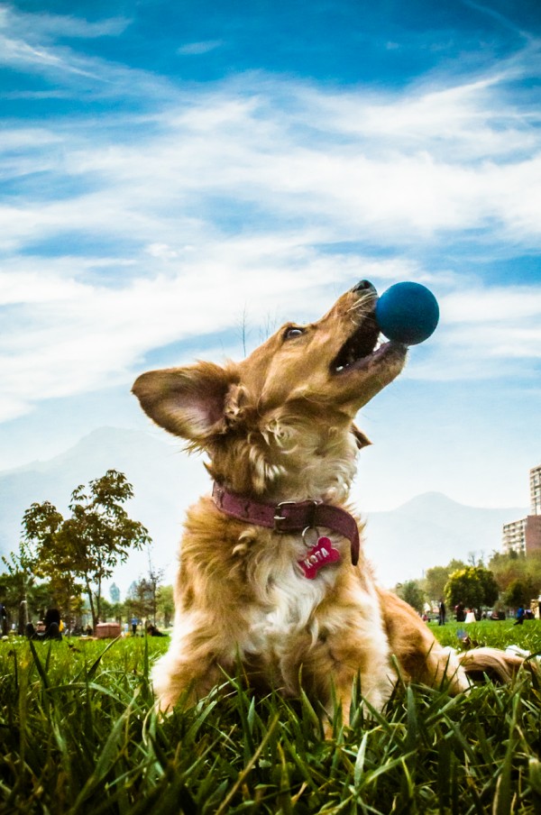 © Menis Photopet, brown-dog-with-blue-ball