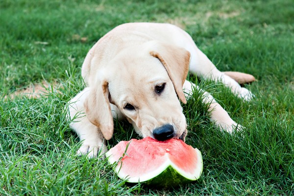 © Michael Chansley Photography, Yellow-Lab-puppy-with-watermelon