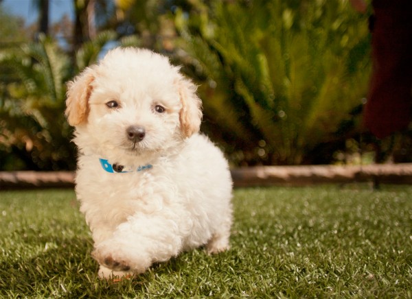 © Fetchlight, Adoptable-Poodle-Puppy-Aussie-Rescue
