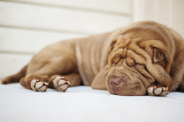 Happy Tails:  Violet and Homer the Shar Peis