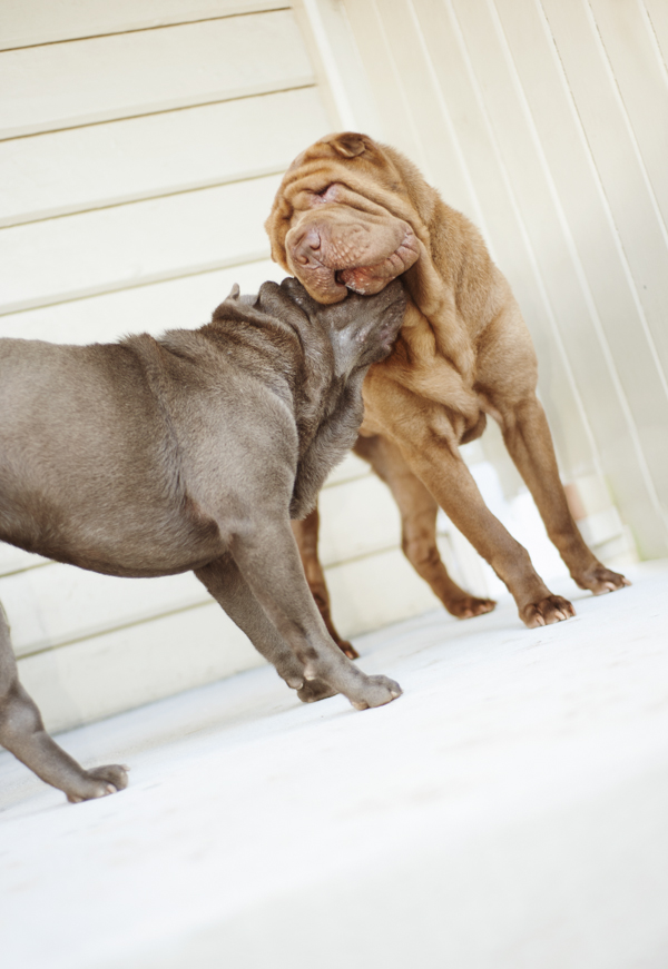 © Kirstie M Photography, Shar-Peis-playing