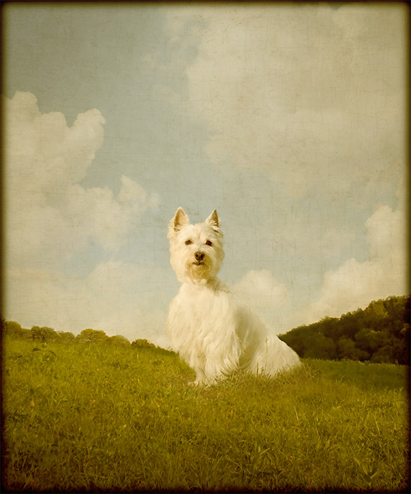 © Andrew Pinkham Photography Old style photo of Westie, Philadelphia  Pet Photography