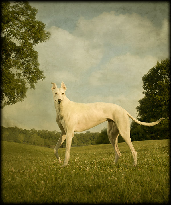 © Andrew Pinkham Photography dog photography reminescent of old Masters painting