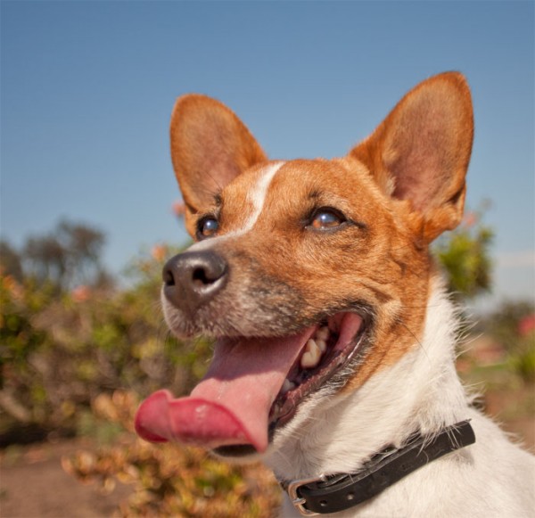 © Fetchlight Photography, Jack-Russell