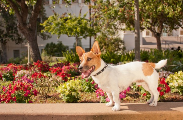 © Fetchlight Photography, modern-dog-portraits-San-Diego