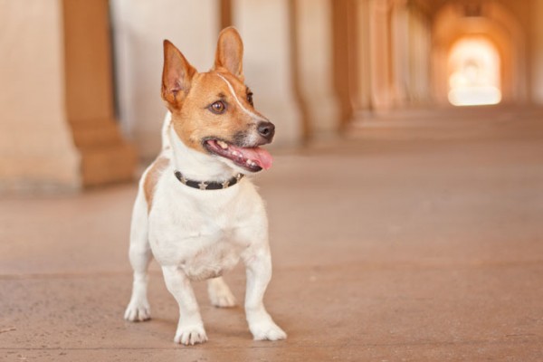 © Fetchlight Photography, Jack Russell terrier Balboa-Park