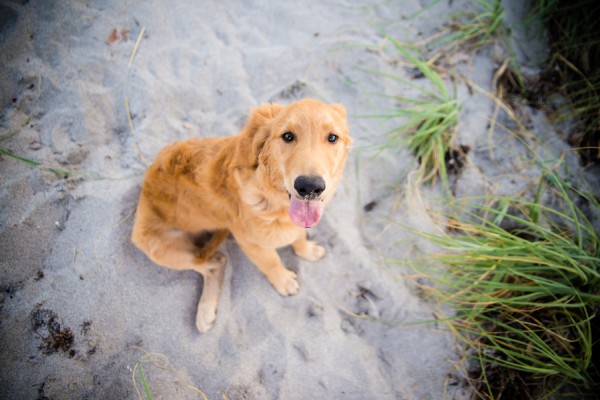 © Enduring Impressions Photography, Golden-Retriever-puppy-at-beach
