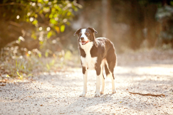 Border Collie in road, South Wales, Australia