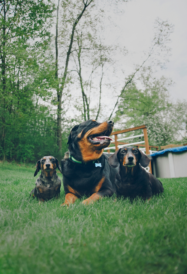 Happy Tails:  Lexi, Anna & Isabelle