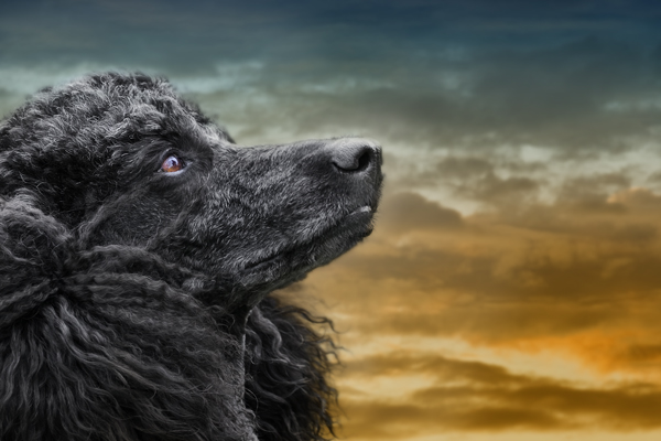 © Wolf Shadow Photography, Poodle and sky, handsome-dog