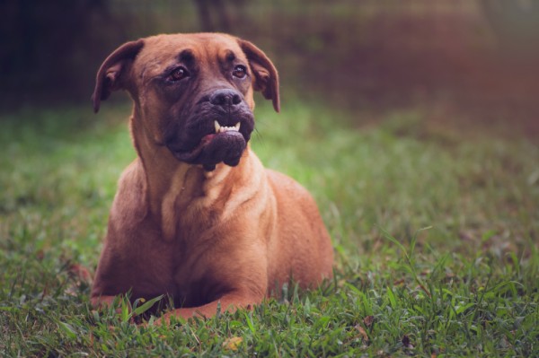 © Stacey Gammon Pet Photography, Adoptable-Boxer-Lab-Mix-Animal-Rescue-R-Us