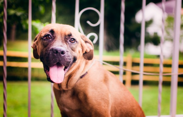 © Stacey Gammon Pet Photography, Adoptable-Boxer-Lab-Mix-Animal-Rescue-R-Us