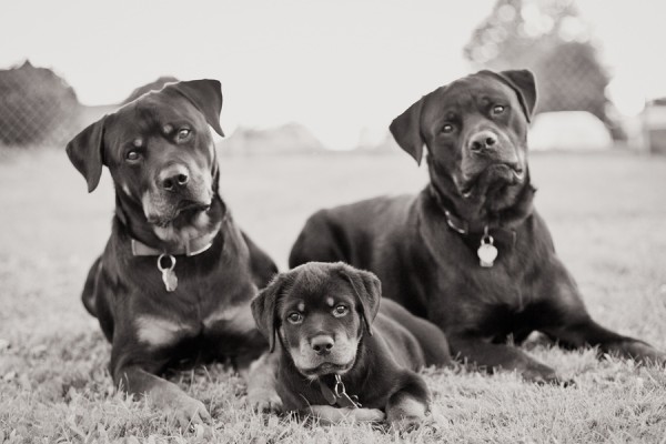 © Custom Portraits by Charlene, Handsome-Rottweilers |Daily Dog Tag