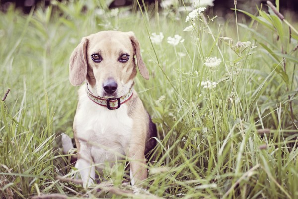 Pawsitively Amazing: Beagle Freedom Project