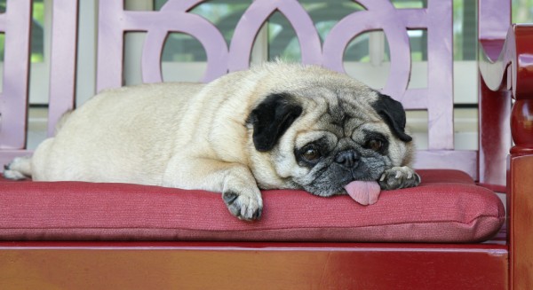 © Beth Burstein Photography, tuckered-out-Pug