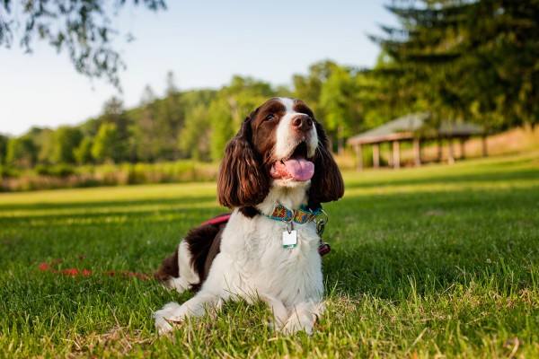 © Kathryn Schauer Photography © Kathryn Schauer Photography, Senior-Springer-Spaniel