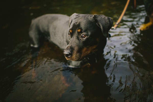 © Michelle Gardella Photography, Rottweiler-in-river