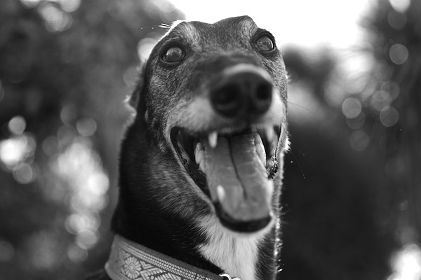 © Furtography-Pet Portraits, senior-Greyhound