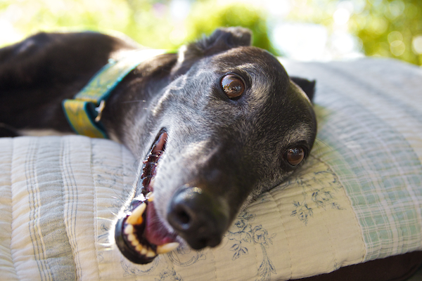 © Furtography - Pet Portraits, Senior-Greyhound