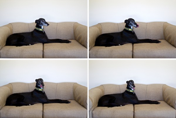 © Furtography - Pet Portraits, retired-Greyhound
