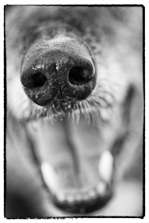 © Furtography - Pet Portraits, Greyhound's nose