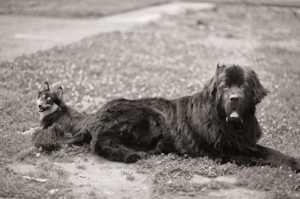 © Shanna Duffy Photography, handsome-dogs