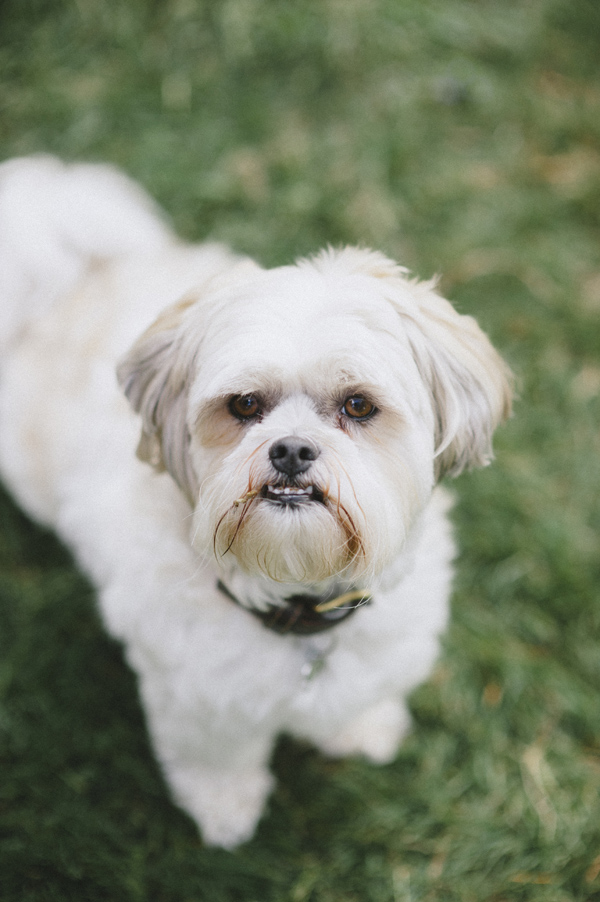 © Willow & Co, handsome-small-dog