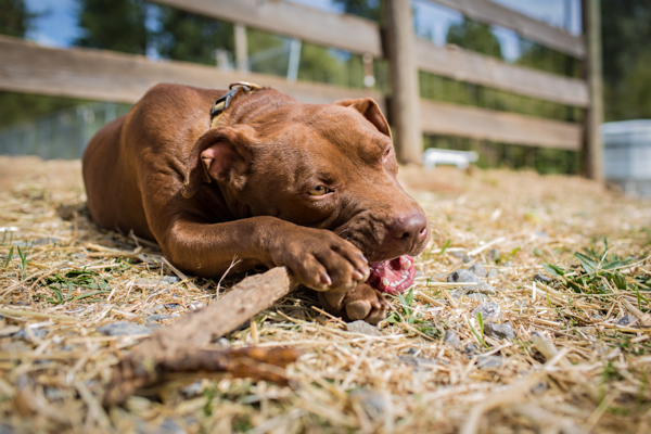 © Lisa Van Dyke Photography, Adoptable-Dog-HartSong-Ranch-Animal-Sanctuary