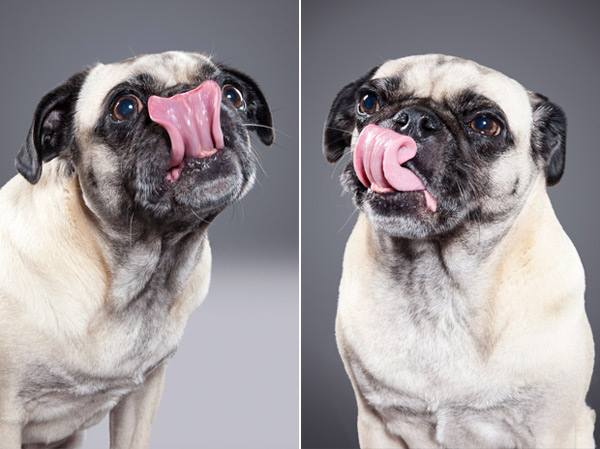 © Ty Foster, Dog-Lick-project
