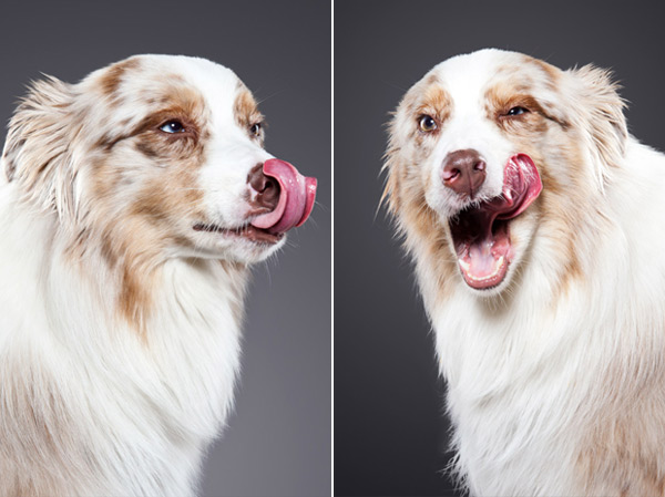 © Ty Foster, "Lick"- dog-portraits-project