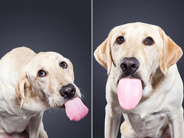© Ty Foster, hilarious-Lick-portraits