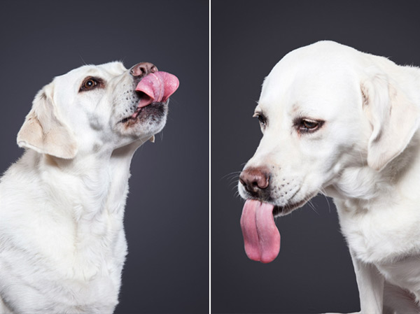 © Ty Foster, dog- Lick-portraits