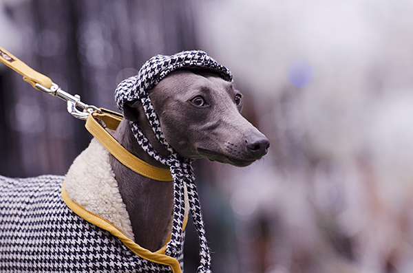 © Amber Allen, The London Phodographer, Paw-Pageant,dapper-Italian-Greyhound