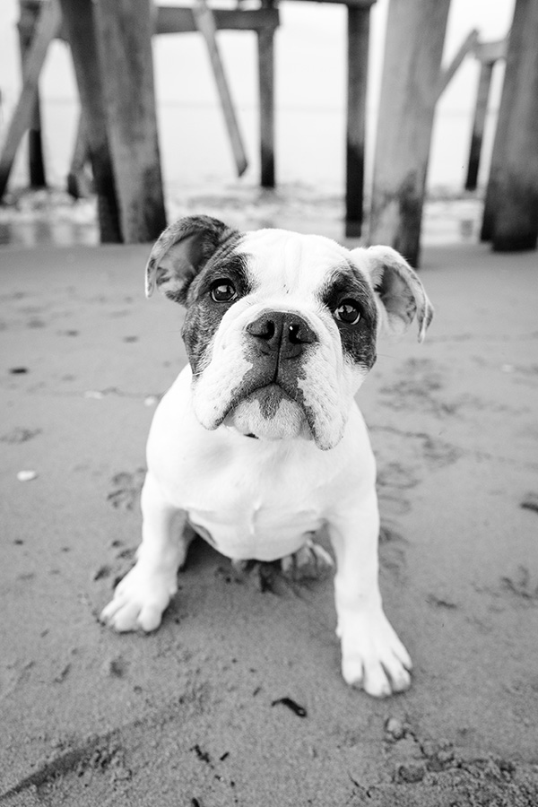 © Good Doggy Photography, English-Bulldog-puppy-under-pier, creative-dog-photography