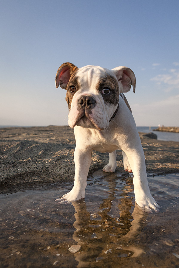 © Good Doggy Photography, English-Bulldog-puppy-at-beach