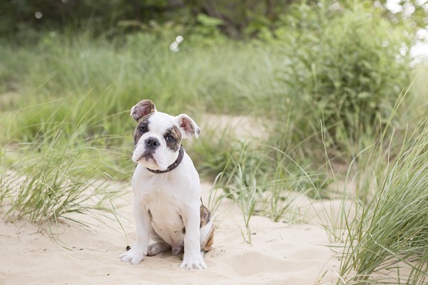 © Good Doggy Photography, English-Bulldog-Puppy