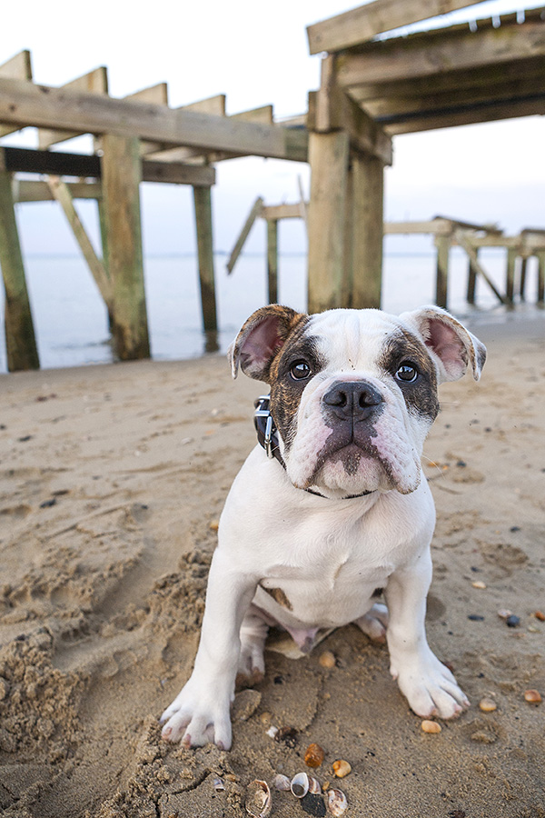 © Good Doggy Photography, English-Bulldog-Puppy-at-beach
