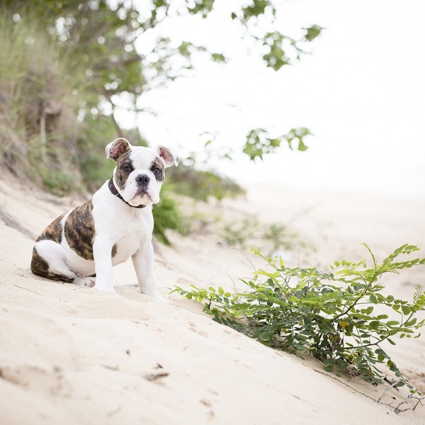 © Good Doggy Photography, English-Bulldog-puppy