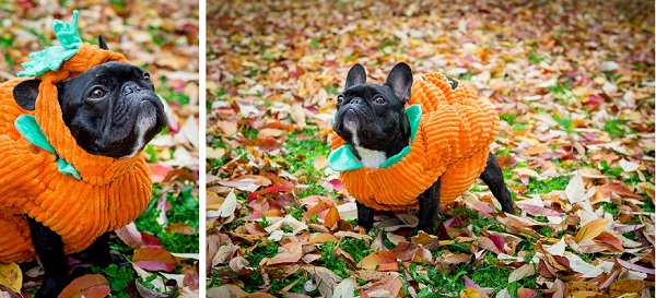 © Samantha Ong Photography, Frenchie-in-pumpkin-costume