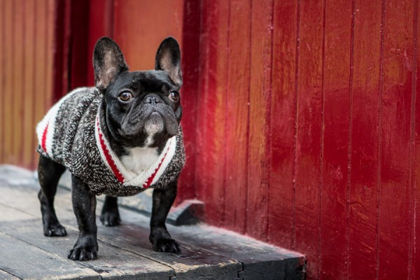 © Samantha Ong Photography, adorable-French-bulldog