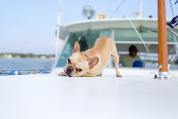© Carley Rehberg Photography, Frenchie-on-a-boat