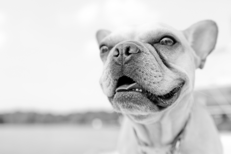 © Carley Rehberg Photography, black-white-photo-French-Bulldog